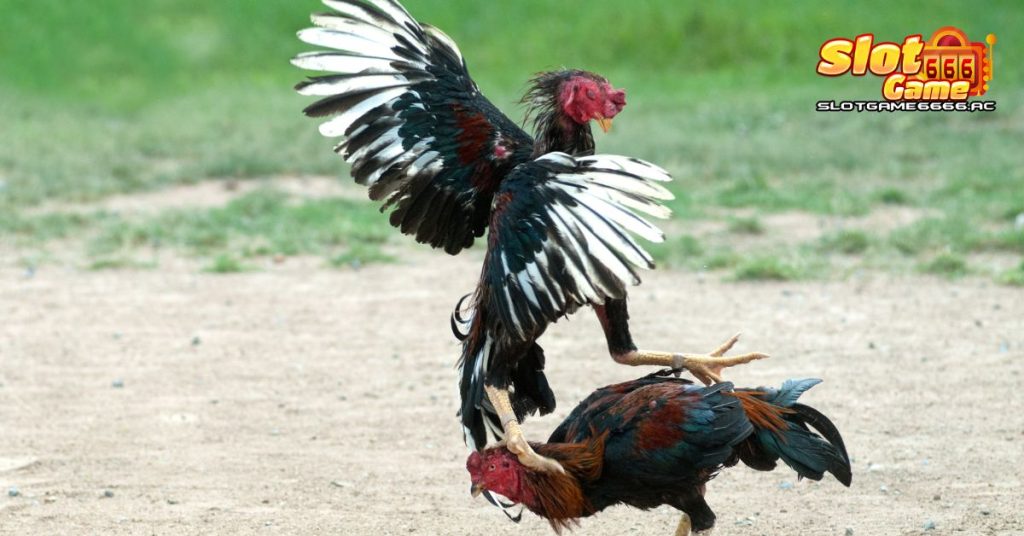 บ่อนไก่ชน