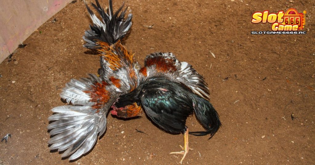 พันธุ์ไก่ชน