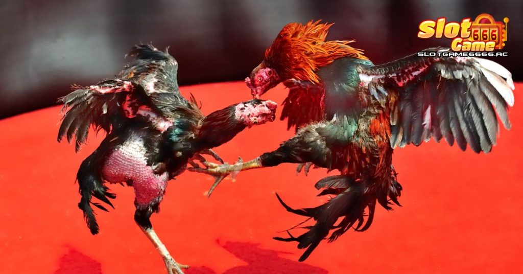 ยาบำรุงไก่ชน