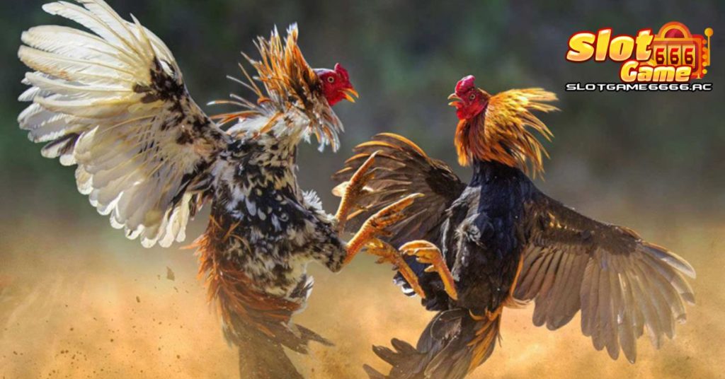 กฎหมายไก่ชน