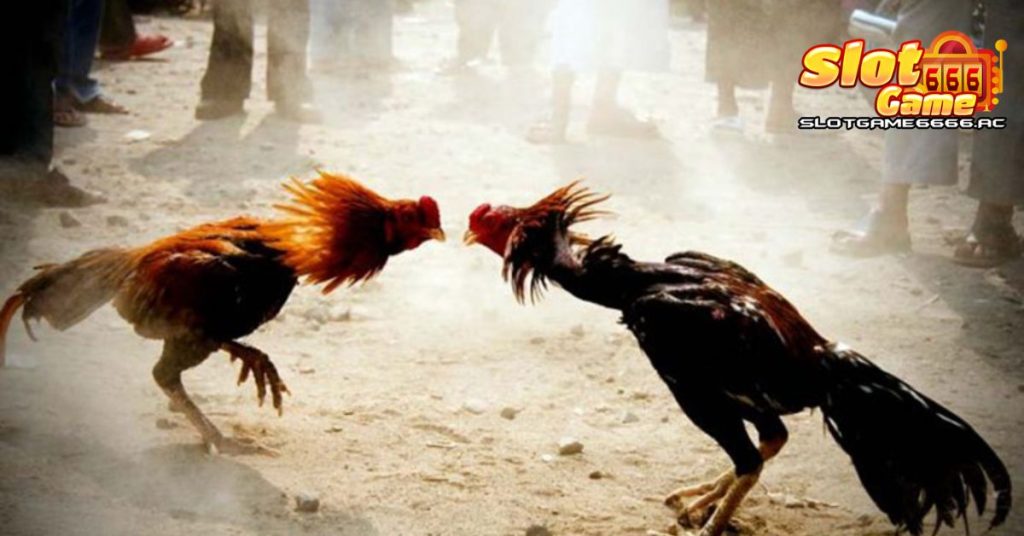 กลุ่มขายไก่ชน