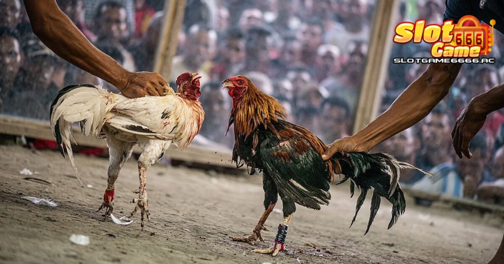 การถ่ายทอดสดไก่ชน