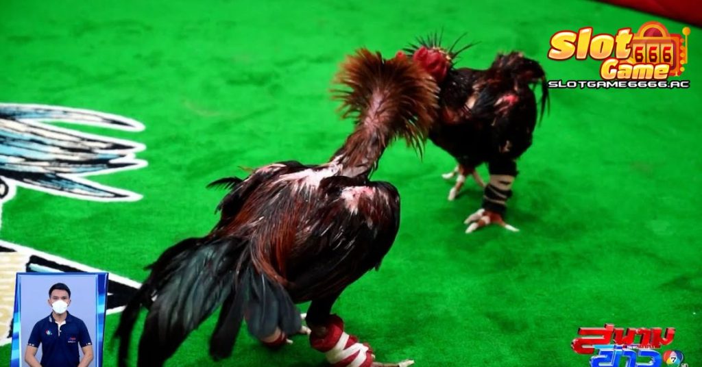 ชนไก่ออนไลน์